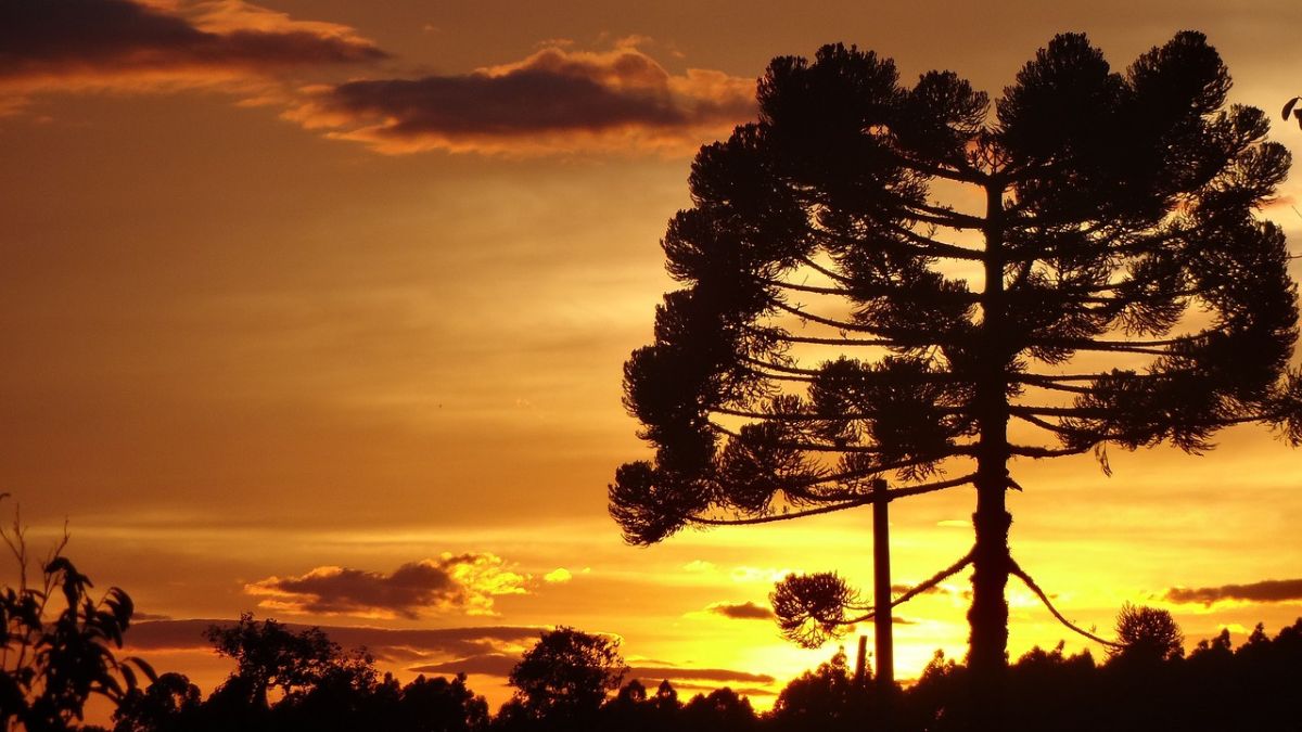 Qual o melhor clima do Paraná para se viver; veja as características das regiões