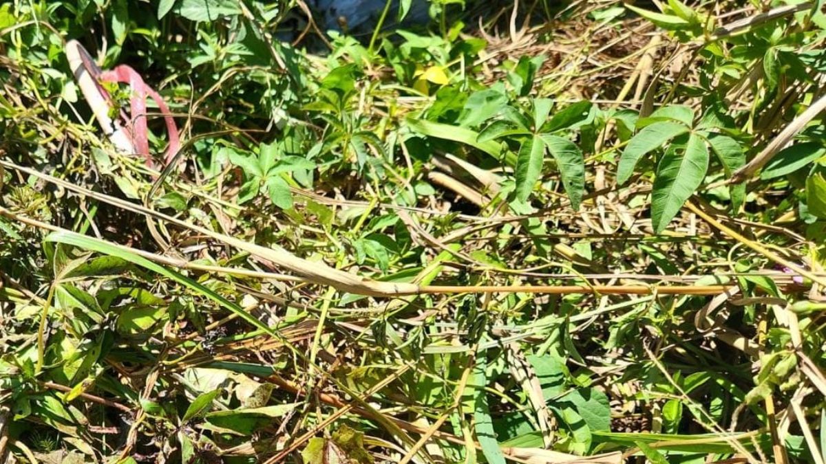 Criança foi levada para esse terreno para ser estuprada 