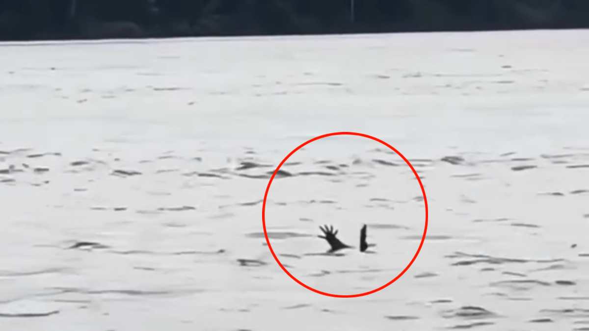 Moradores acreditam que jacarés imitam pessoas se afogando para atacar vítimas; veja vídeo