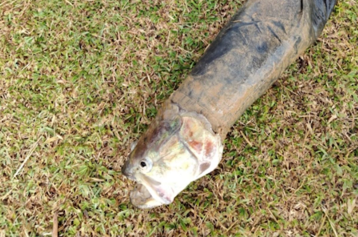 Bombeiros são acionados para resgatar “cadáver” e encontram peixe preso em calça