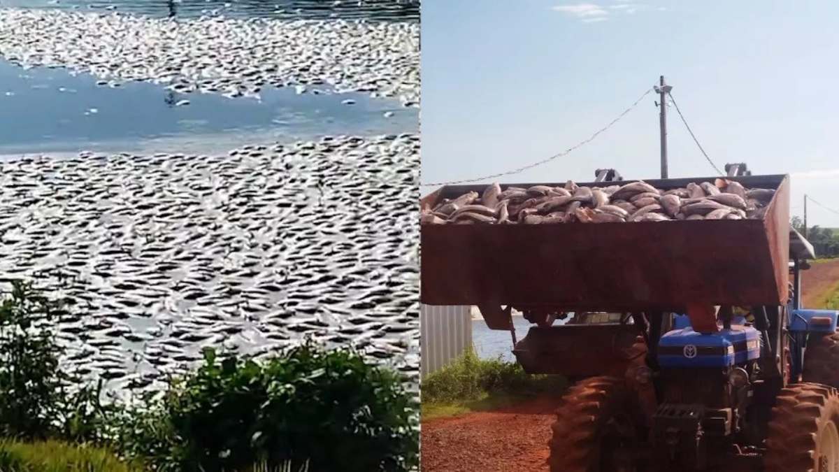 Cerca de 150 mil tilápias foram encontradas mortas em tanque de criação